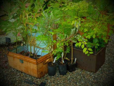 Antique tin trunks make brimming with plants.