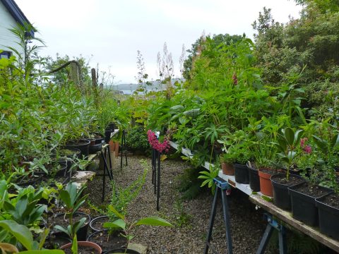 A thrilling selection of plants for sale displayed on old doors.