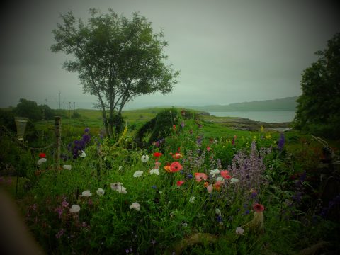 The colours sing out in the often moody Hebridean light.