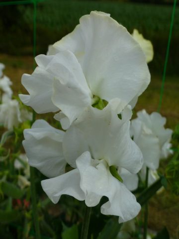 'Invicta' a new 'Spencer' sweet pea introduction for 2015.