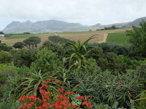 Looking out to Table Mountain across Indigenous flora. 
