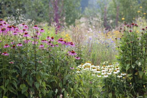 A splendid array of flowers waiting to be picked at Blooming Green.