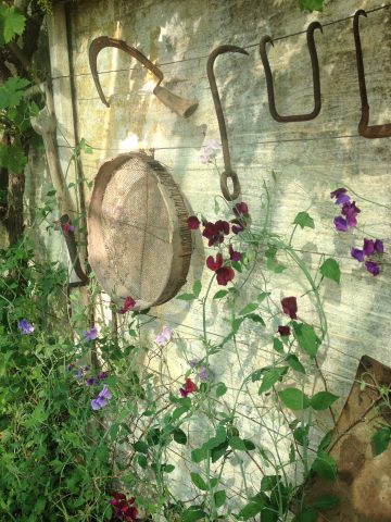The Davies run the Walled Nursery with great style as this photograph shows.