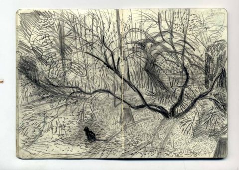 Picture drawn by Rosie Maccurrach.