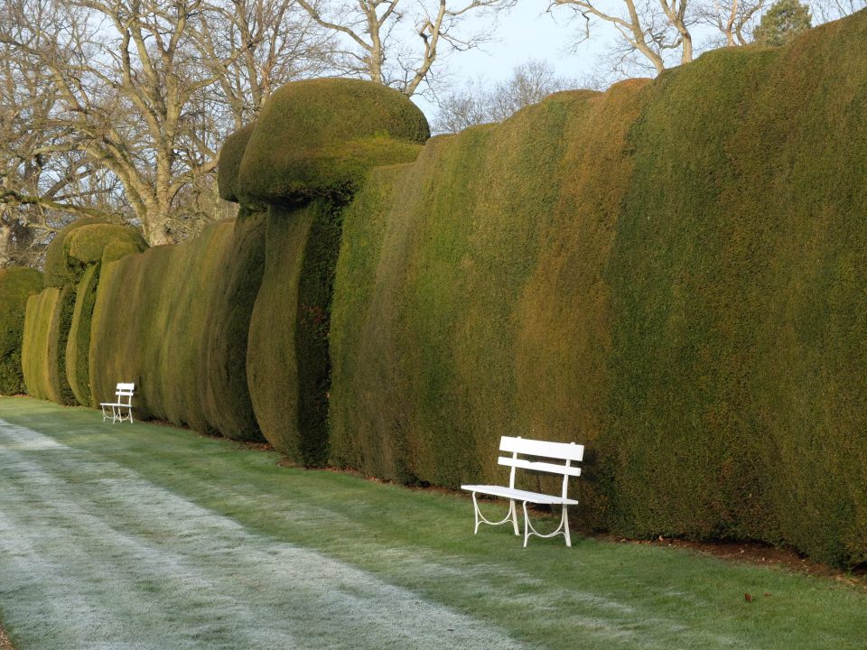 Yew Hedges - Doddington Place Gardens