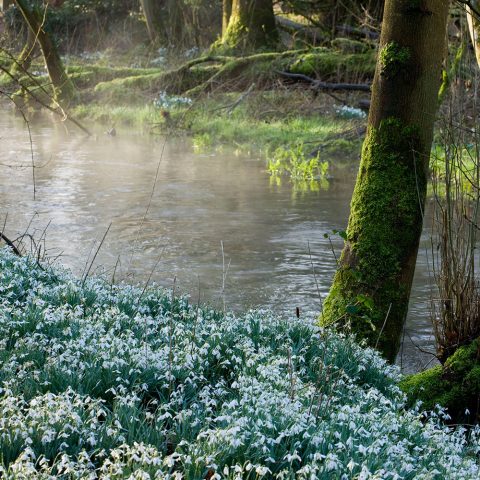Snowdrops along the River Lambourn at Welford Park, Berkshire