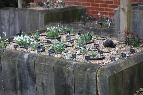 Snowdrops