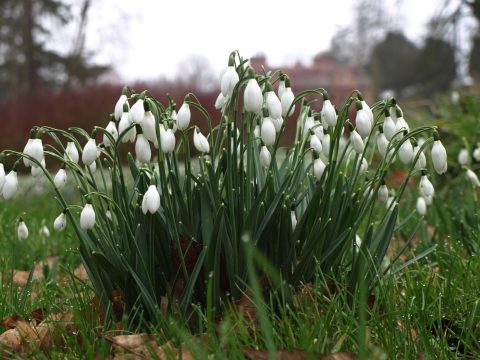 Snowdrops
