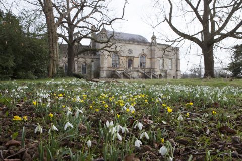 Snowdrops