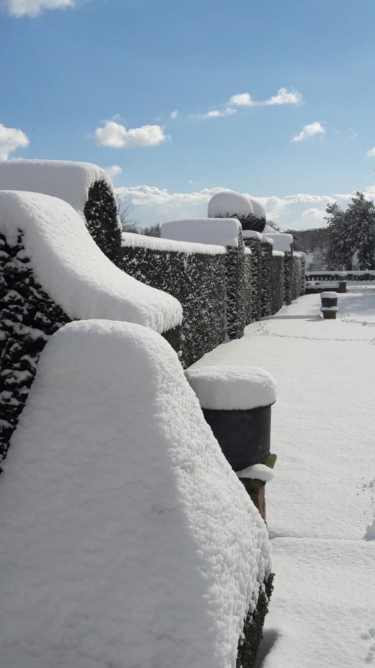 Yew Hedges - Doddington Place Gardens