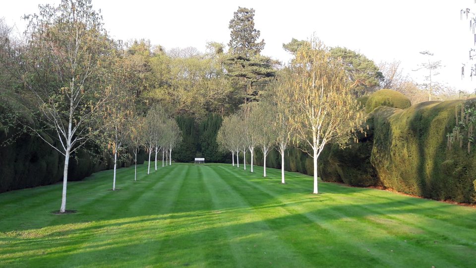 Yew Hedges - Doddington Place Gardens