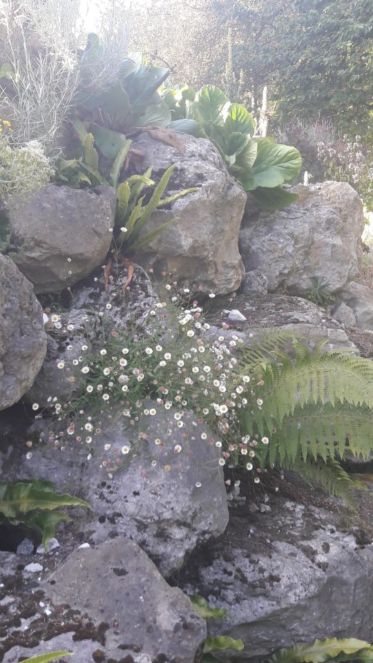 Doddington Place Gardens - Rock Garden