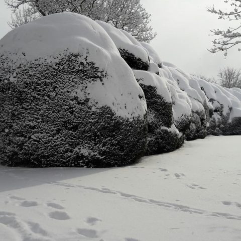 Yew Hedges - Doddington Place Gardens