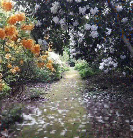 Woodland Garden - Doddington Place Gardens
