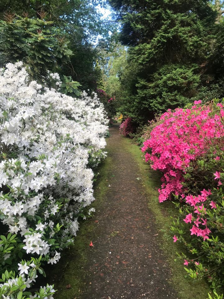 Woodland Garden - Doddington Place Gardens