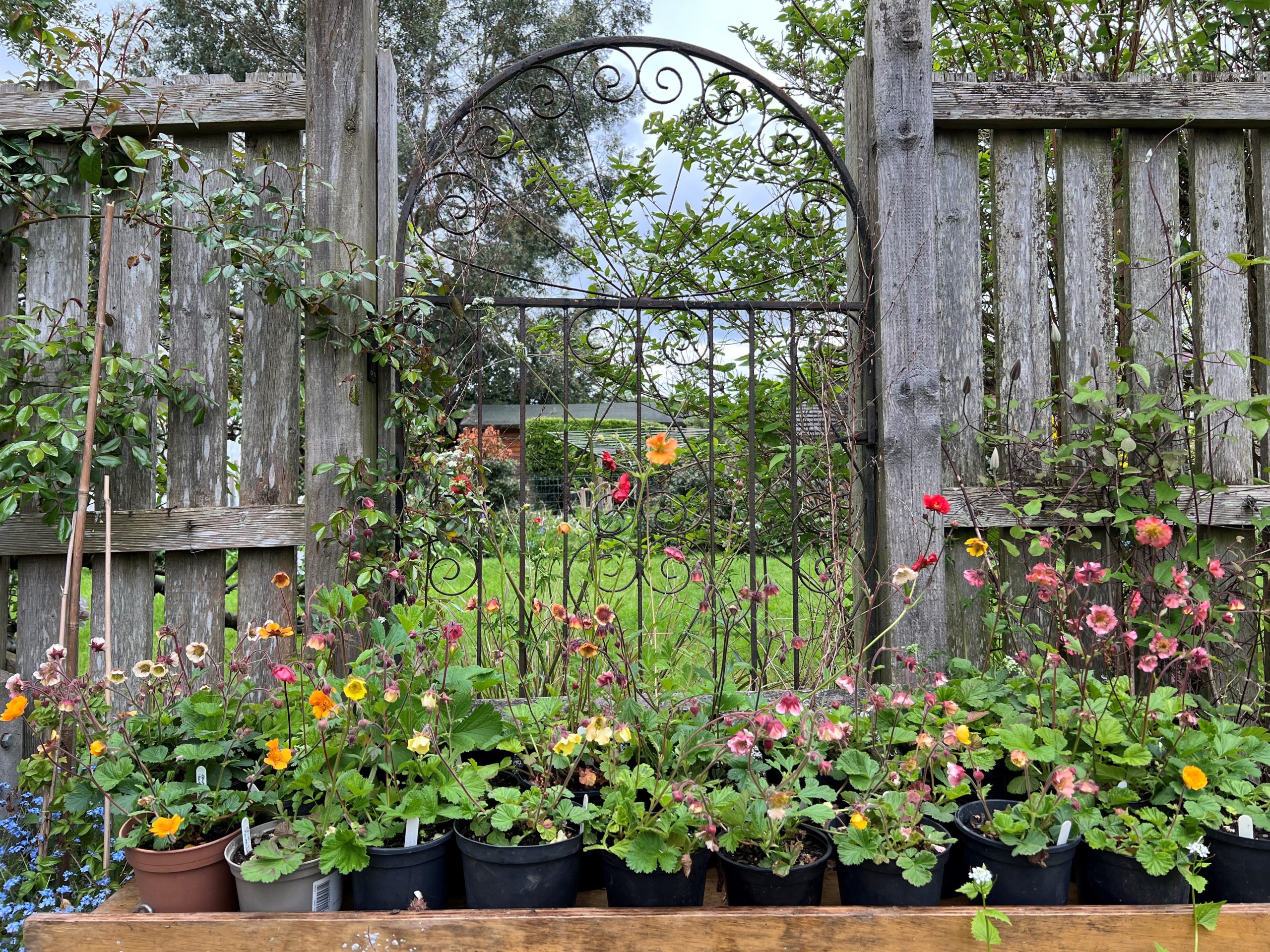 A selection of geums for sale