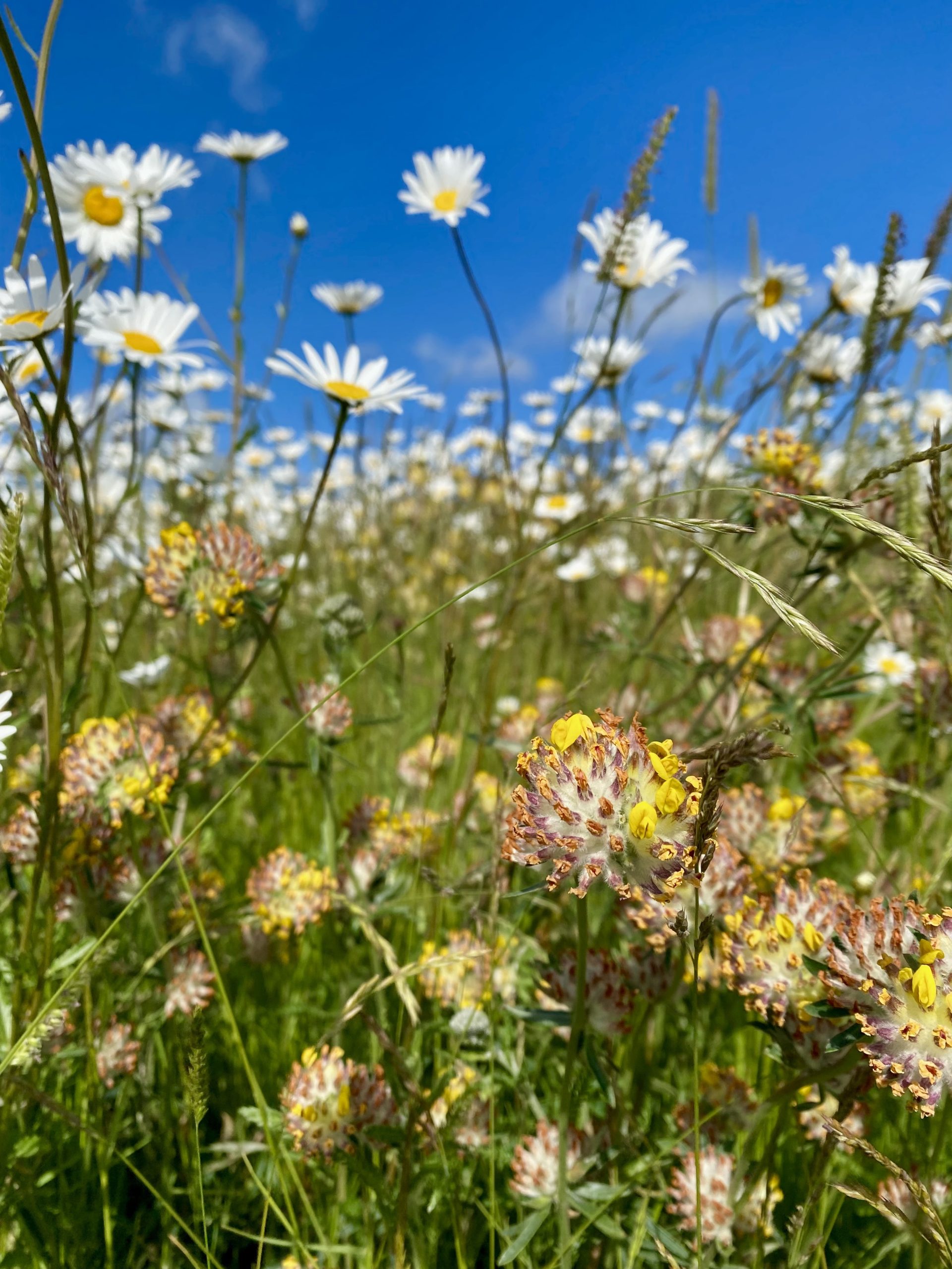 kidney vetch and oxeye daisy