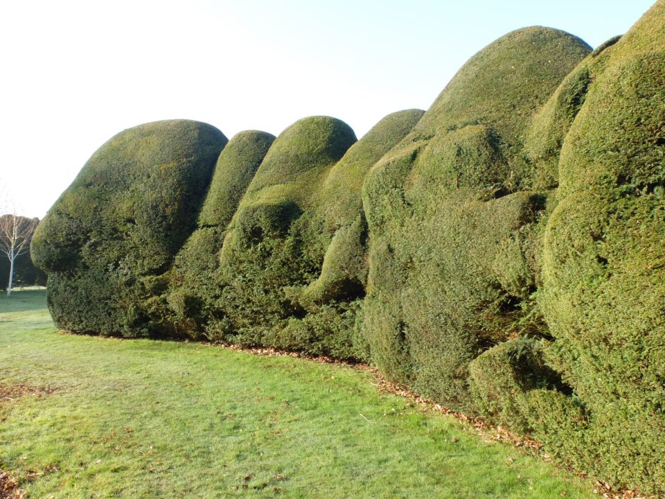 Yew Hedges - Doddington Place Gardens