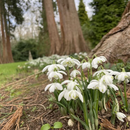 National Gardens Scheme Snowdrop Day